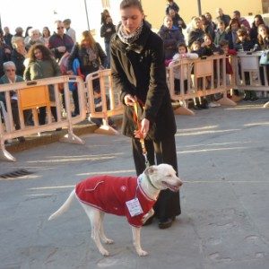 Foto di Luisa, Petsitter a Empoli